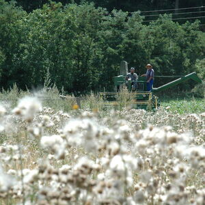 Field awaiting harvest