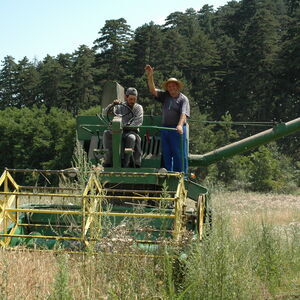 Harvest 1