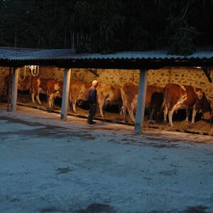 Cows in the stable