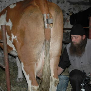 Milking the cows 2
