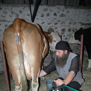 Milking the cows 3