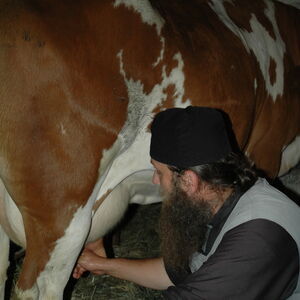 Milking the cows 4