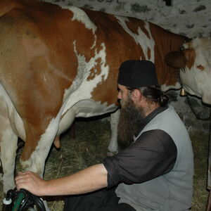 Milking the cows 5