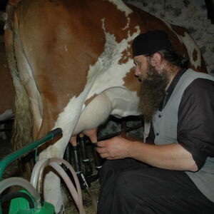 Milking the cows 7