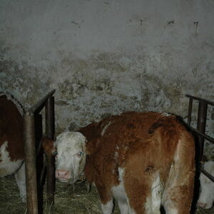 Calf in the stable 1