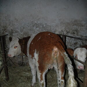 Calf in the stable 2