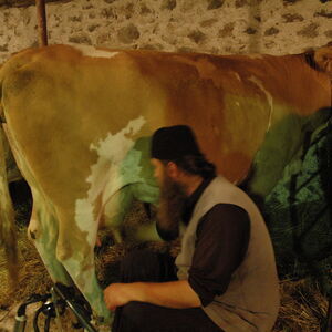 Milking the cows 14
