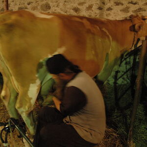 Milking the cows 15