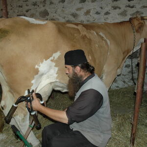 Milking the cows 18