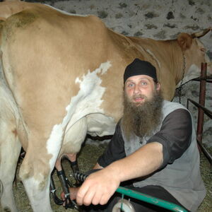 Milking the cows 21