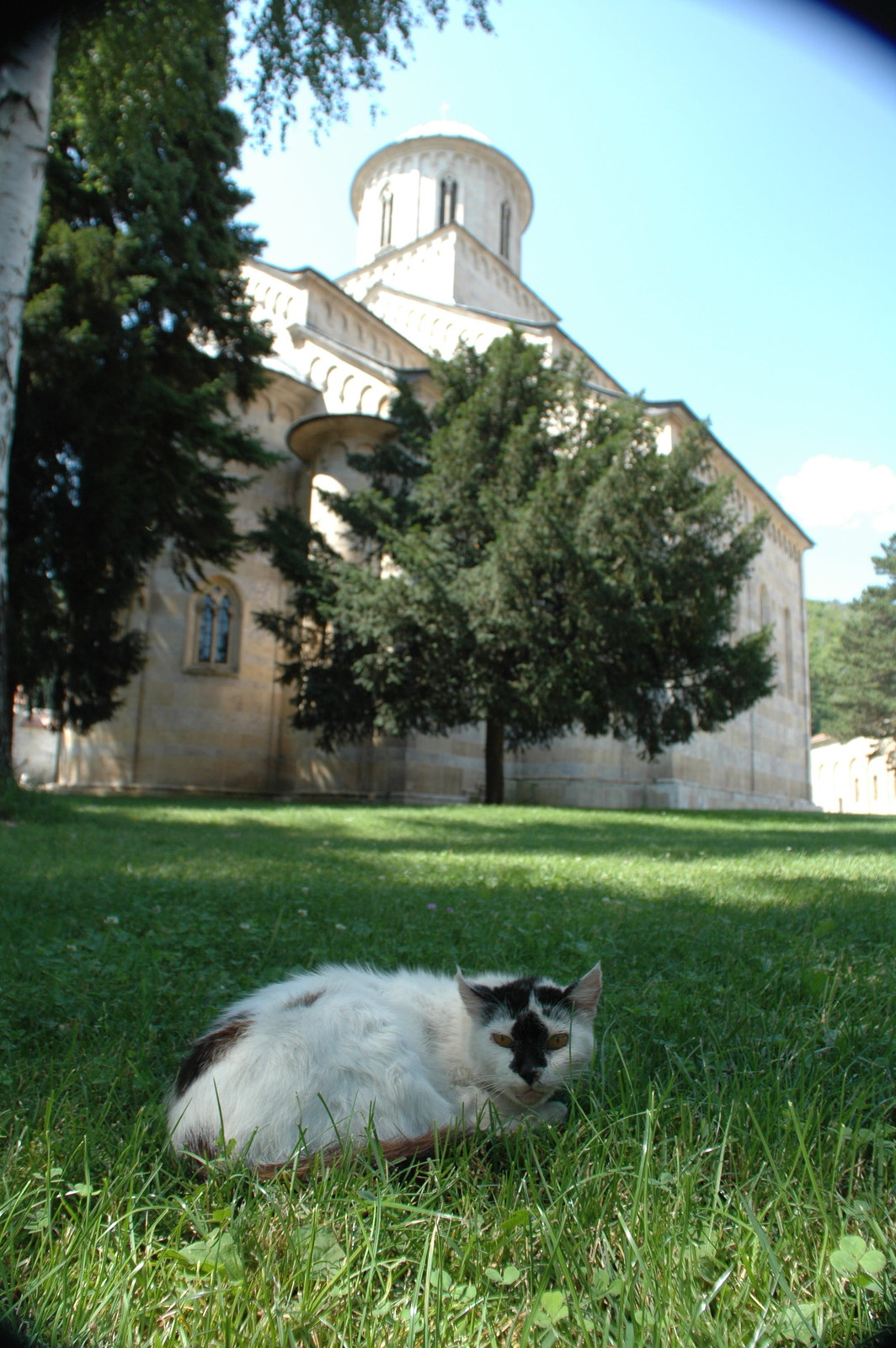 Cat in the churchyard