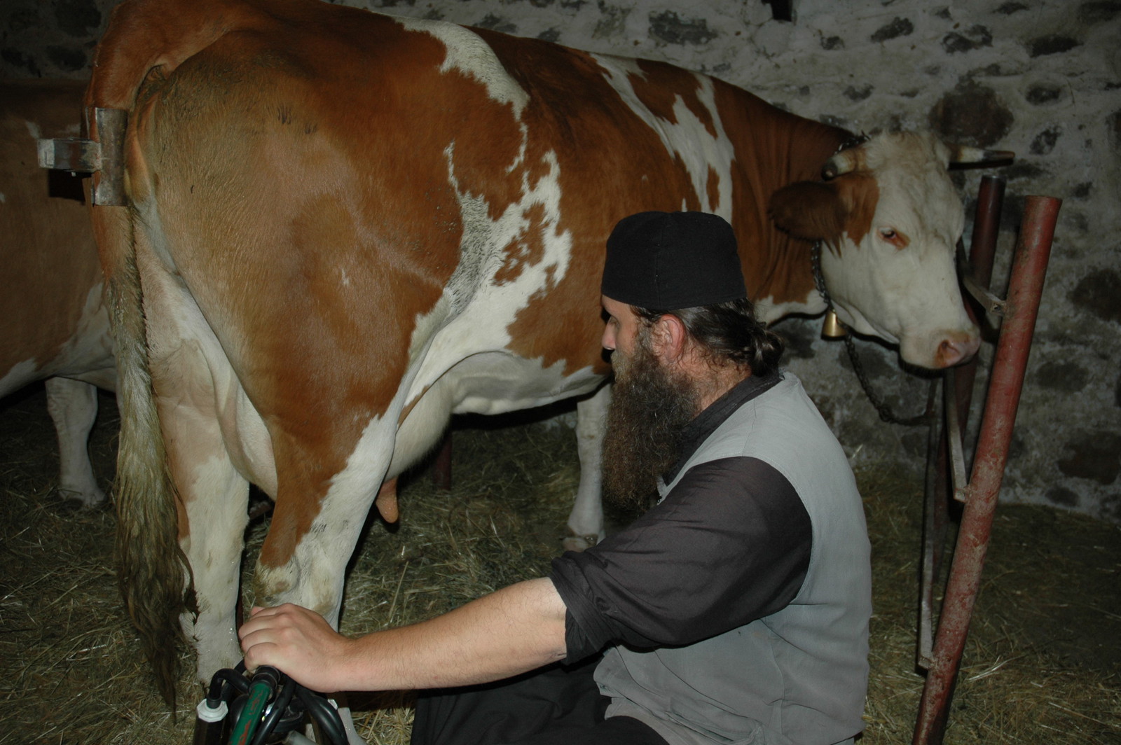 Milking the cows 5