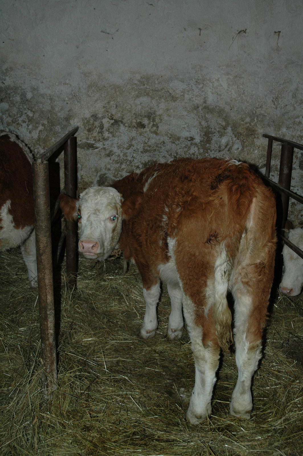 Calf in the stable 1
