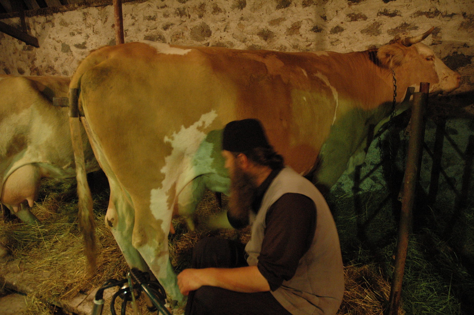 Milking the cows 14