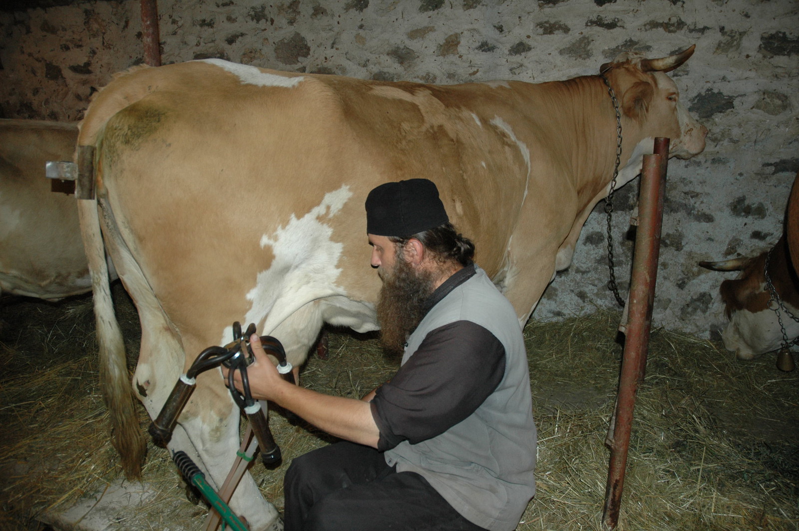 Milking the cows 18