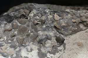 Фосилни остаци шкољки на каменој сполији уграђеној у јужну фасаду припрате