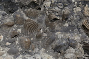 Фосилни остаци шкољки на каменој сполији уграђеној у јужну фасаду припрате