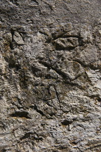 Камена сполија уграђена у источни зид припрате